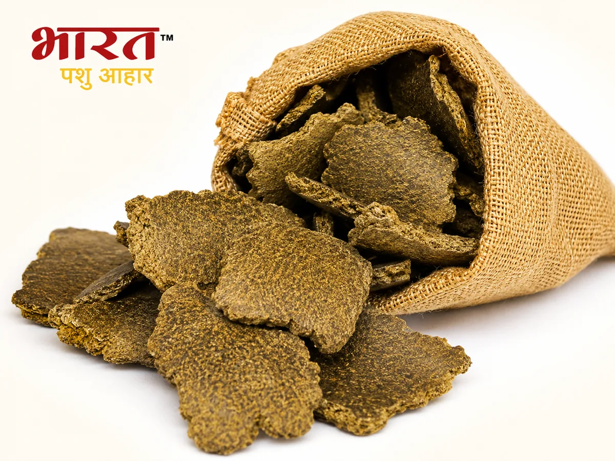 खली (सरसों/मूंगफली) पशु चारा