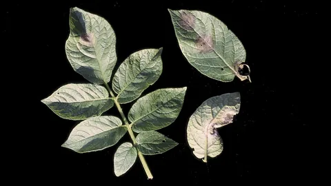 आलू का पछेती झुलसा (Late Blight) — पहचान, कारण और रोकथाम
