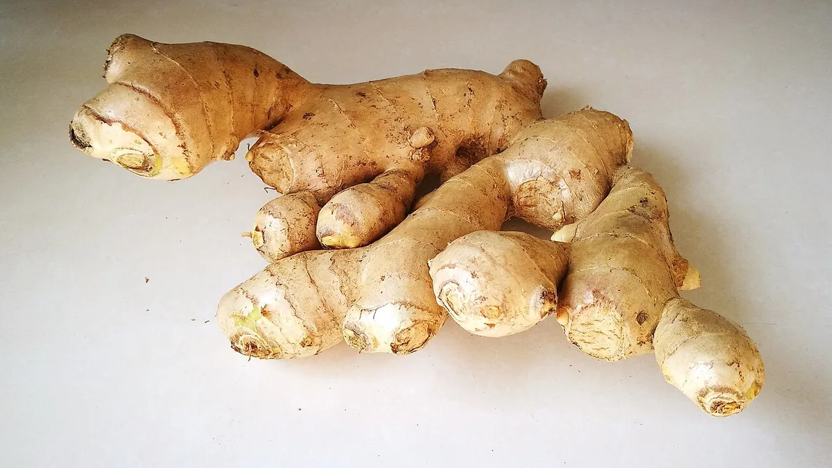 अदरक का कंद (प्रकंद)