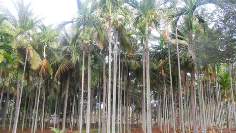 ಕರ್ನಾಟಕದ ಅಡಿಕೆ ತೋಟ