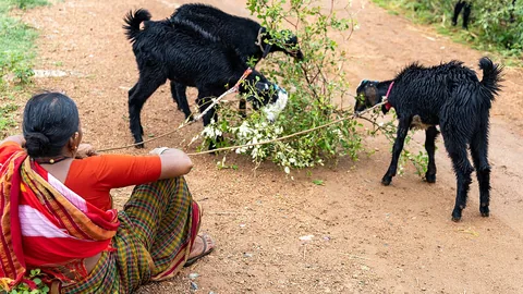 गाँव में बकरी पालन