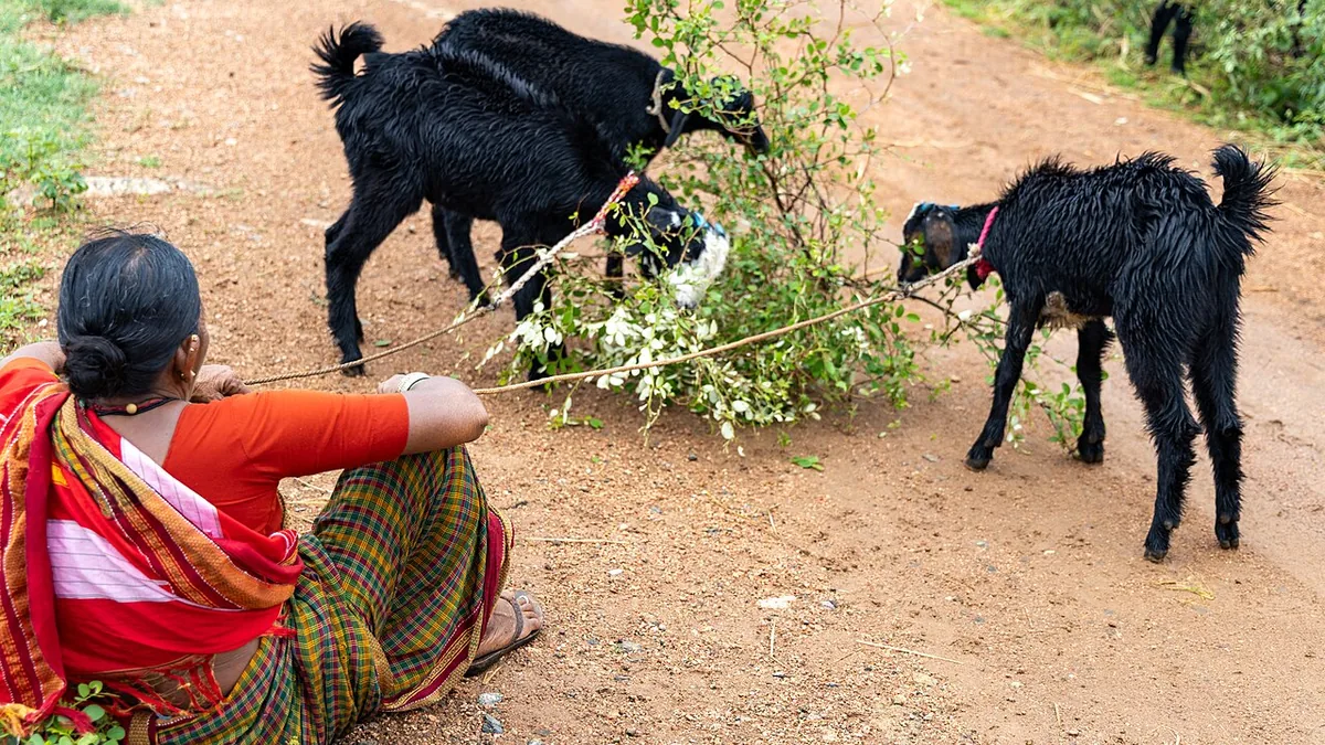 गाँव में बकरी पालन