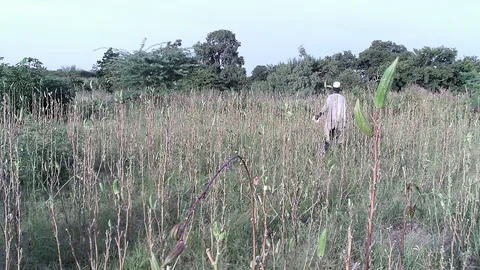 भिंडी की फसल