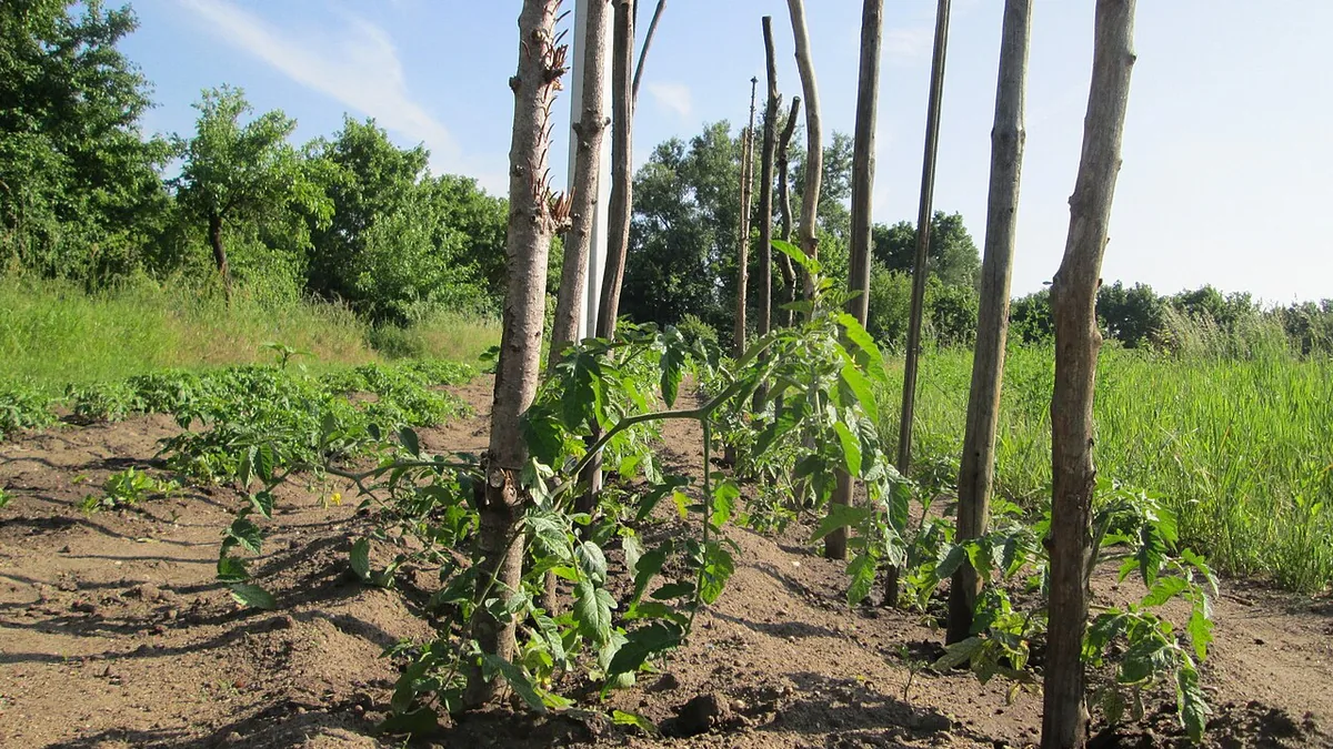 Staking and Trellising