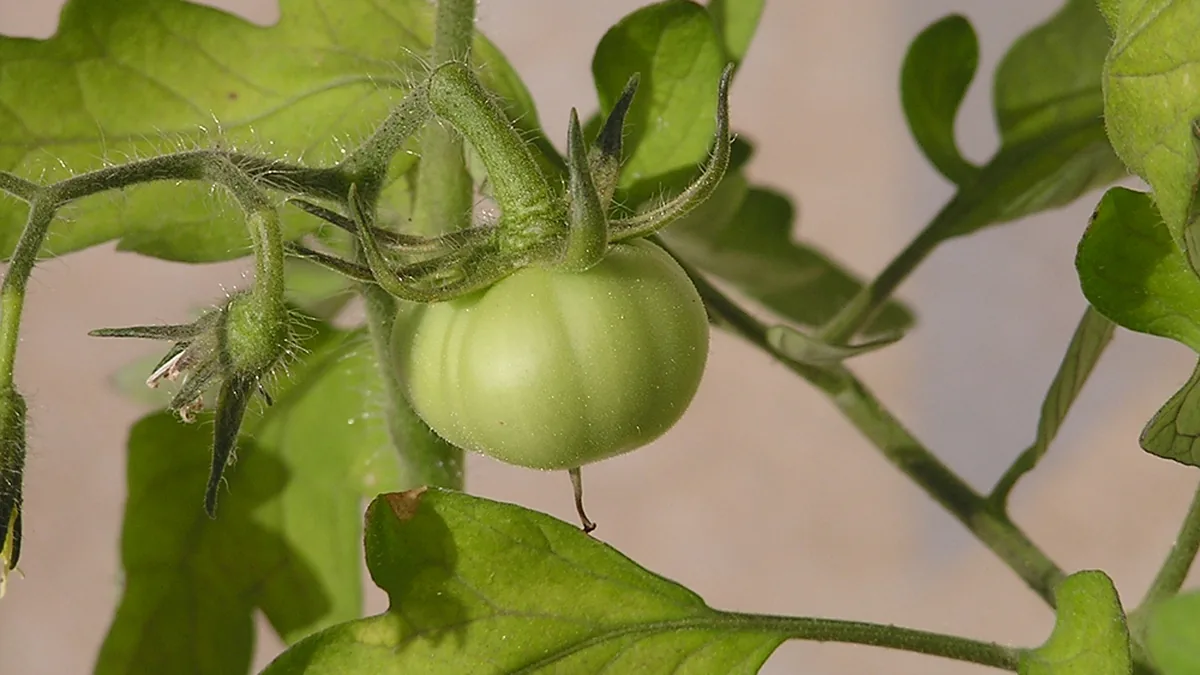 Tomato Hybrid Varieties