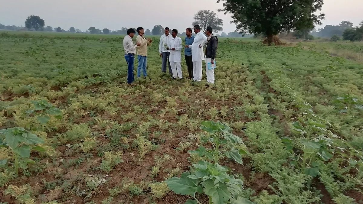 मध्य प्रदेश के हरदा ज़िले में चने का खेत
