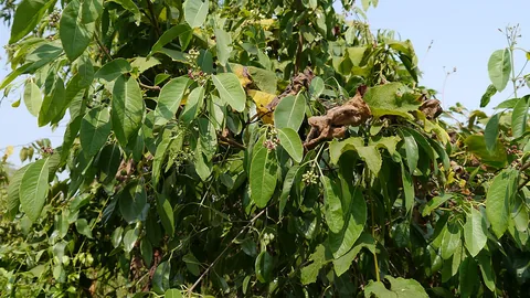 चंदन (सफेद चंदन) का पेड़