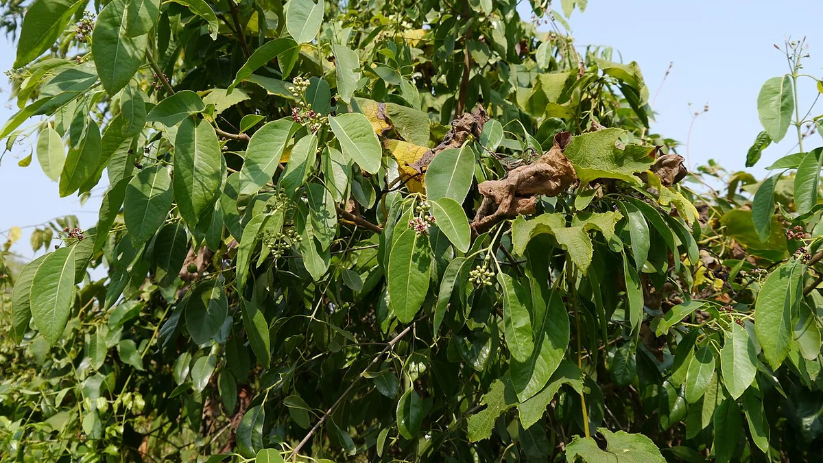 चंदन (सफेद चंदन) का पेड़