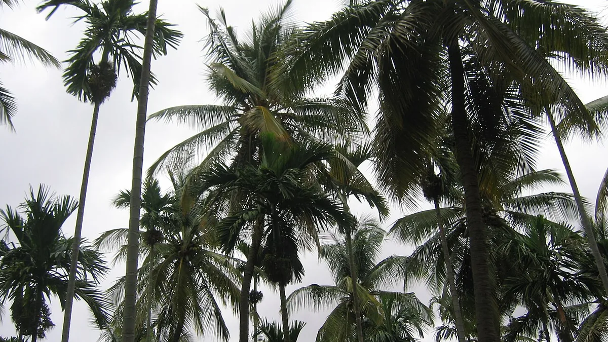 ಕರ್ನಾಟಕದ ತೆಂಗಿನ ತೋಟ