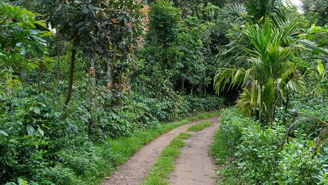 ಕೊಡಗಿನ ಕಾಫಿ ತೋಟ, ಕರ್ನಾಟಕ