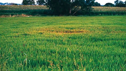 धान का झोंका रोग (Rice Blast) — पहचान, कारण और रोकथाम