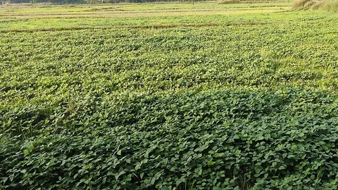 உளுந்து பயிர் நிற்கும் வயல்