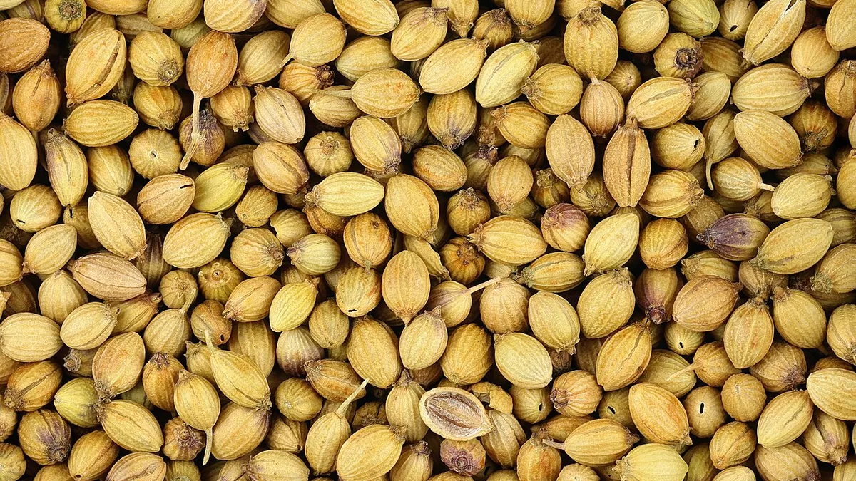 सूखे धनिया के दाने, पास से ली गई तस्वीर