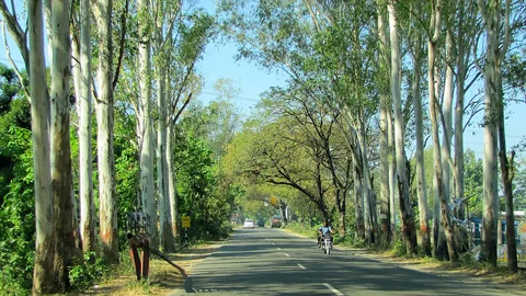 सड़क किनारे यूकेलिप्टस (सफेदा) के पेड़