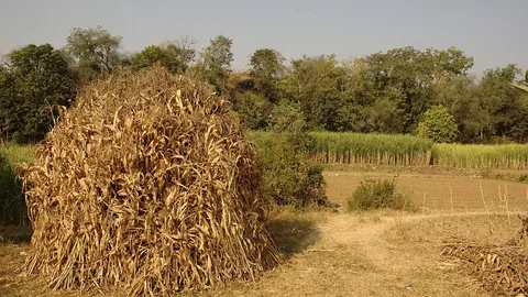 गन्ने का खेत