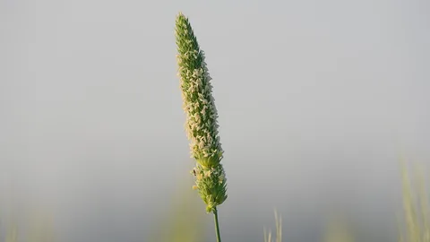 गुल्ली डंडा (Phalaris minor) खरपतवार
