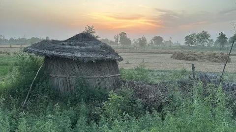 उत्तर प्रदेश में गेहूं का खेत