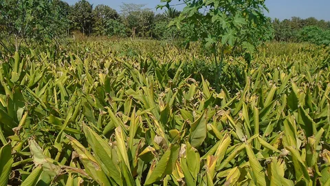 மஞ்சள் வயல் — பச்சை இலைகளுடன் நிற்கும் பயிர்
