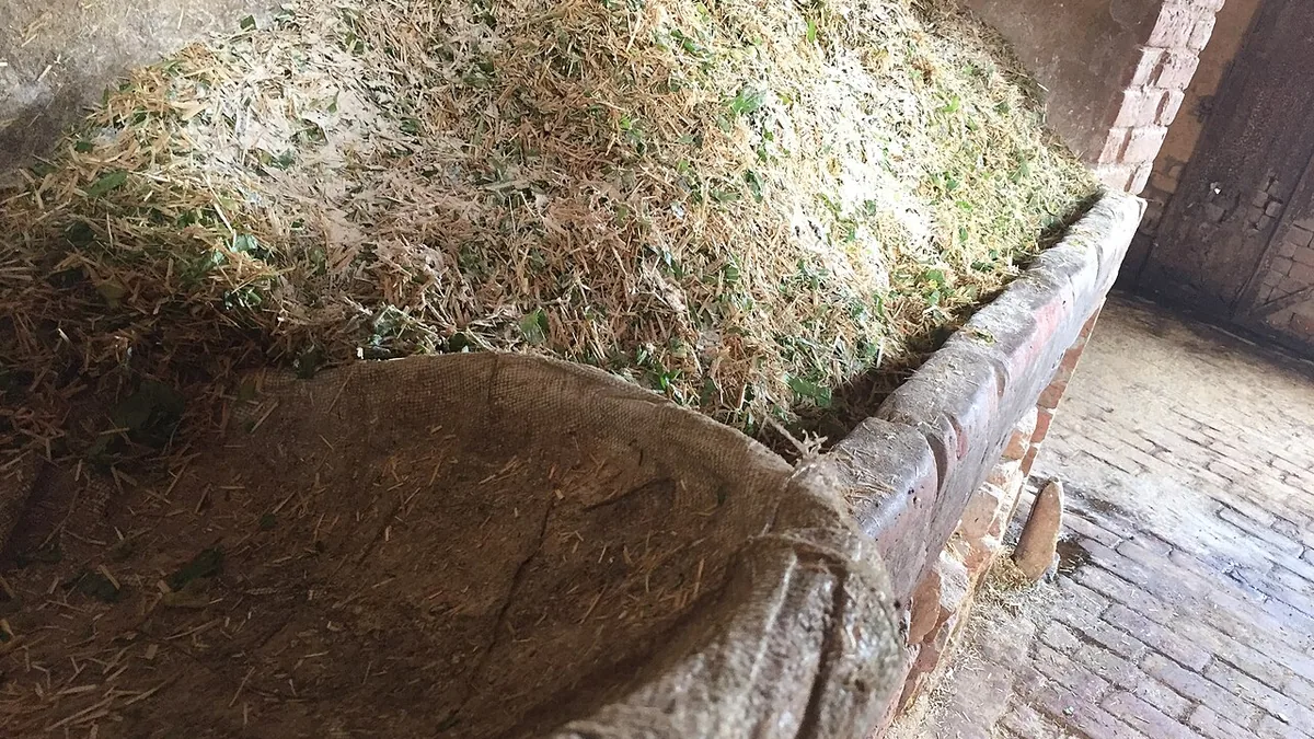 भारत में भैंसों के लिए काटकर रखा गया हरा चारा