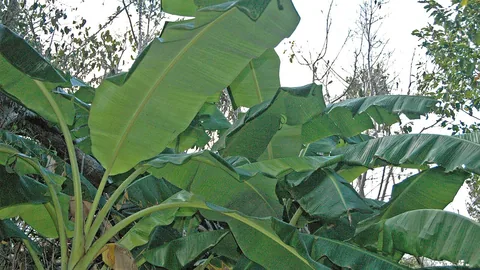 केले का बाग