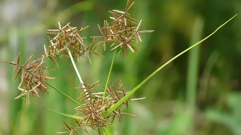 मोथा (नागरमोथा) का पौधा