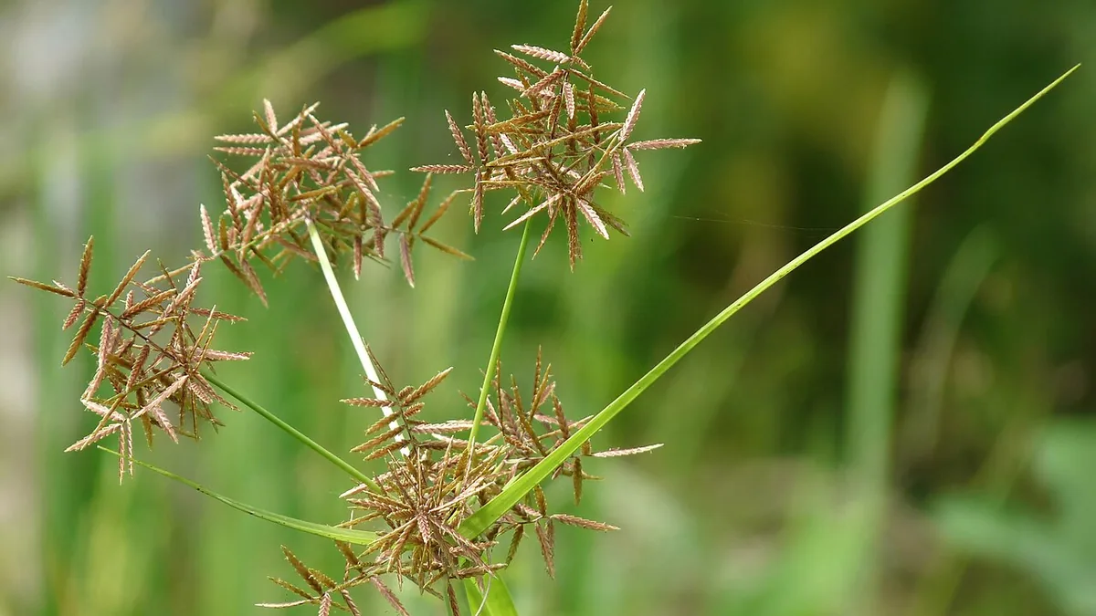 मोथा (नागरमोथा) का पौधा