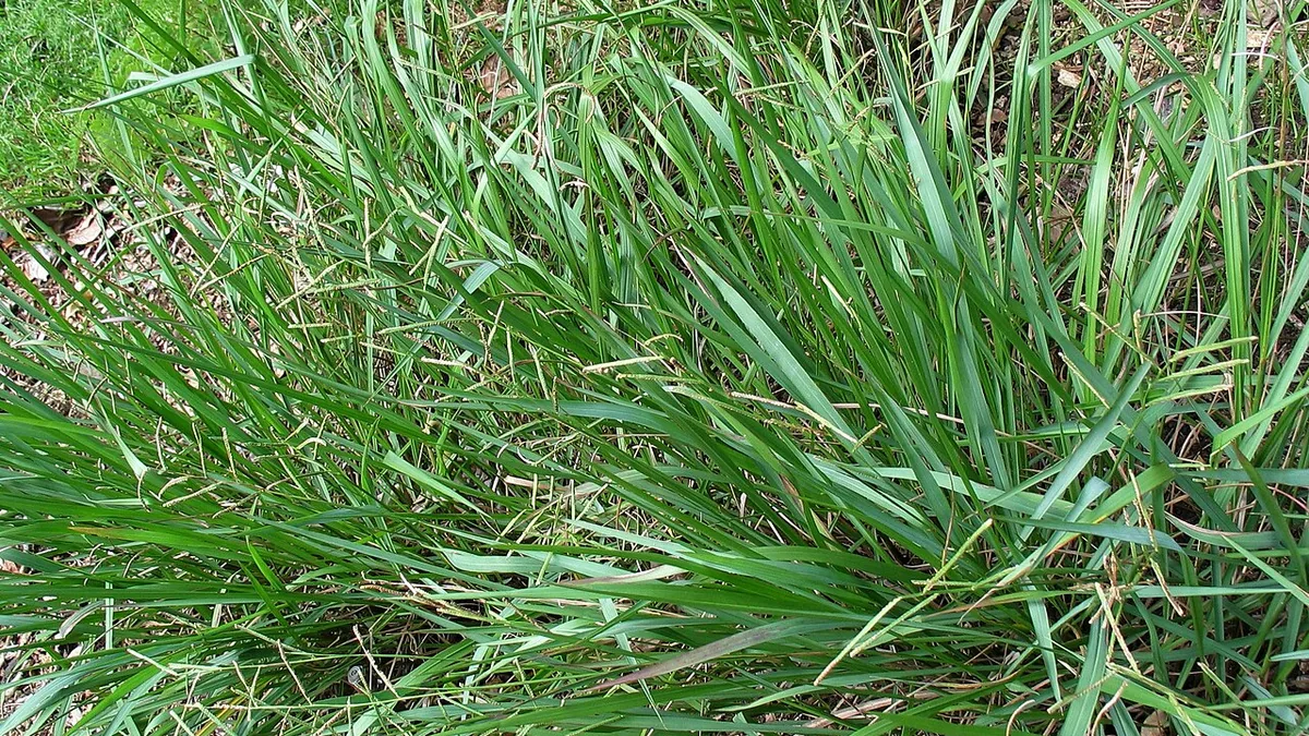 कोदो (Paspalum scrobiculatum) की बालियाँ