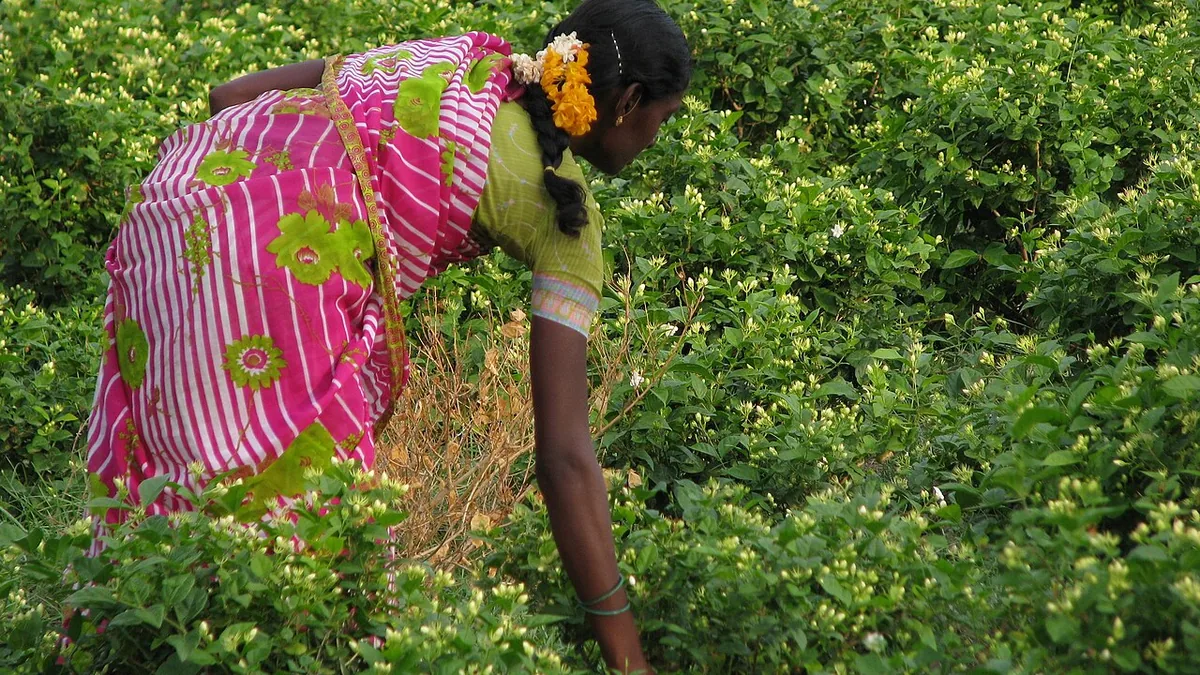 தமிழ்நாட்டில் மல்லிகைச் சாகுபடி வயல்