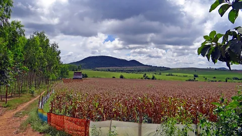 ಗ್ರಾಮೀಣ ಭಾರತದಲ್ಲಿ ಮೆಕ್ಕೆಜೋಳದ ಬೆಳೆ