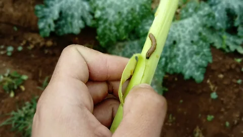मक्का में फॉल आर्मीवर्म की सूंडी