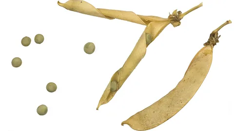 मटर का पौधा और फली