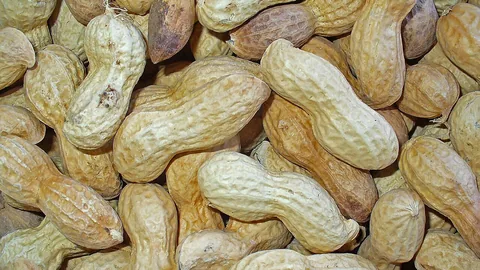 मूंगफली की खेती — राजस्थान सम्पूर्ण गाइड