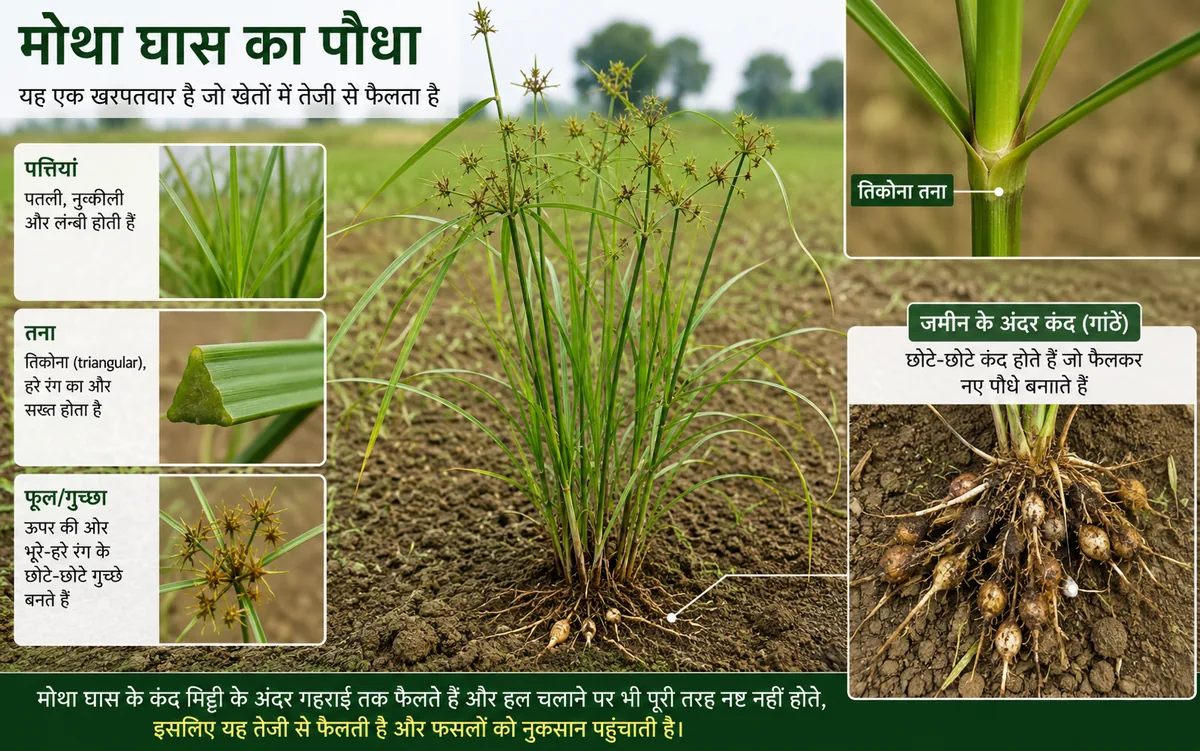 मोथा घास की बनावट — तना, पत्तियां और भूमिगत कंद