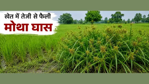 मोथा घास मारने की दवा — पहचान और जड़ से खात्मे के उपाय