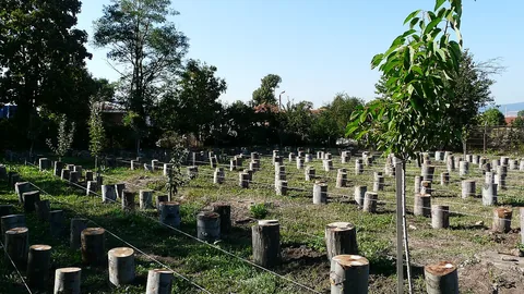 मशरूम की खेती का कमरा