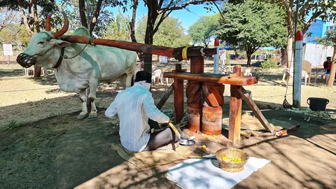 महाराष्ट्र में धुळे–सोलापूर मार्ग के किनारे खेत में काम करता किसान