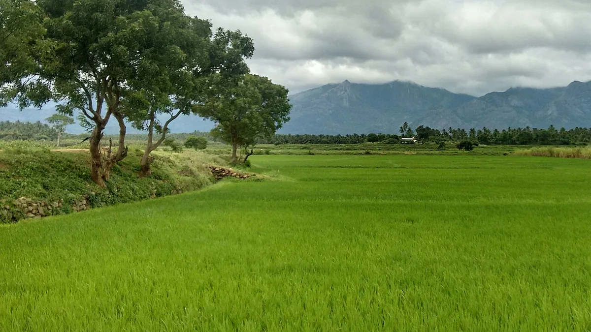 பொள்ளாச்சி, தமிழ்நாடு அருகே தென்னைத் தோட்டங்கள்