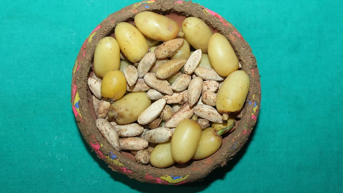 नीम के फल और बीज