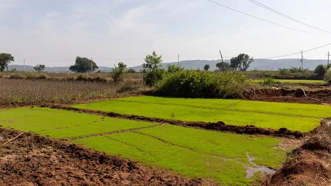 ಭತ್ತದ ಬೆಳೆ — कर्नाटक धान गाइड