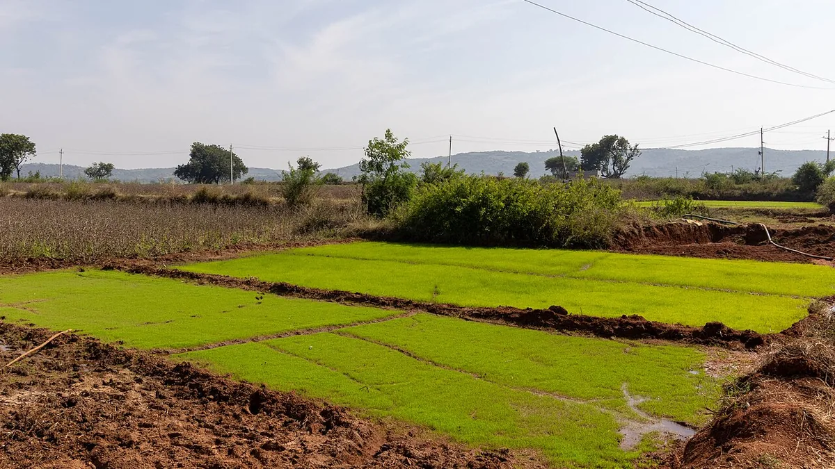 Paddy Field in Karnataka