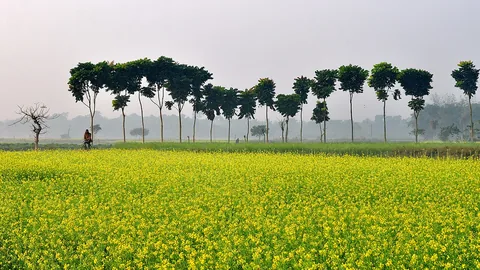 पश्चिम बंगाल के एक गाँव में सरसों के खेत पर सर्दी की सुबह का कोहरा
