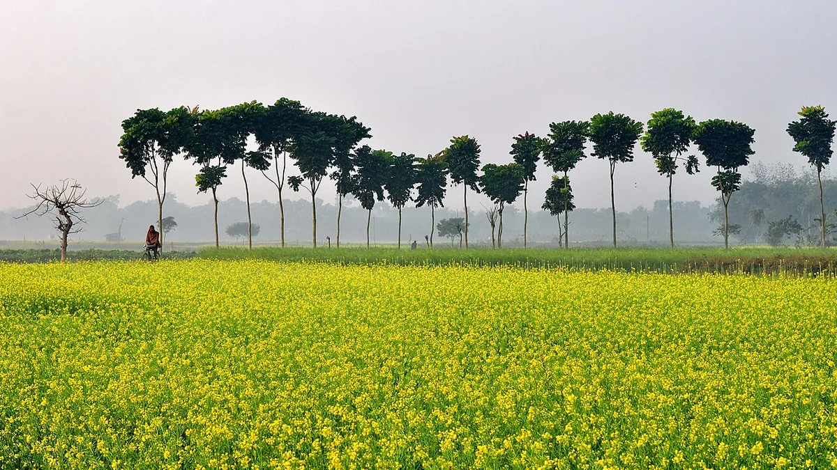 पश्चिम बंगाल के एक गाँव में सरसों के खेत पर सर्दी की सुबह का कोहरा
