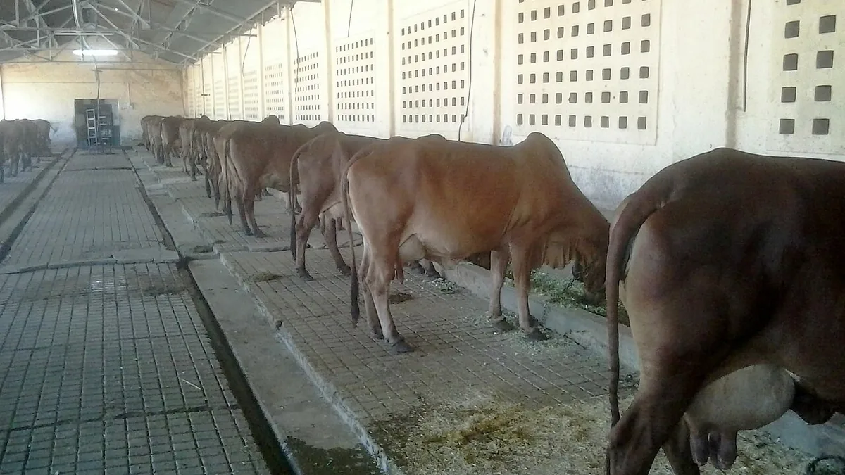 भारत की एक डेयरी इकाई में बँधी दुधारू गायें