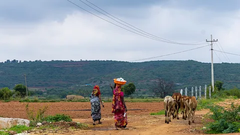 गाँव में पशु