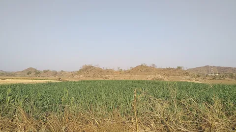 जाड़े में बोई गई मक्का की खड़ी फसल