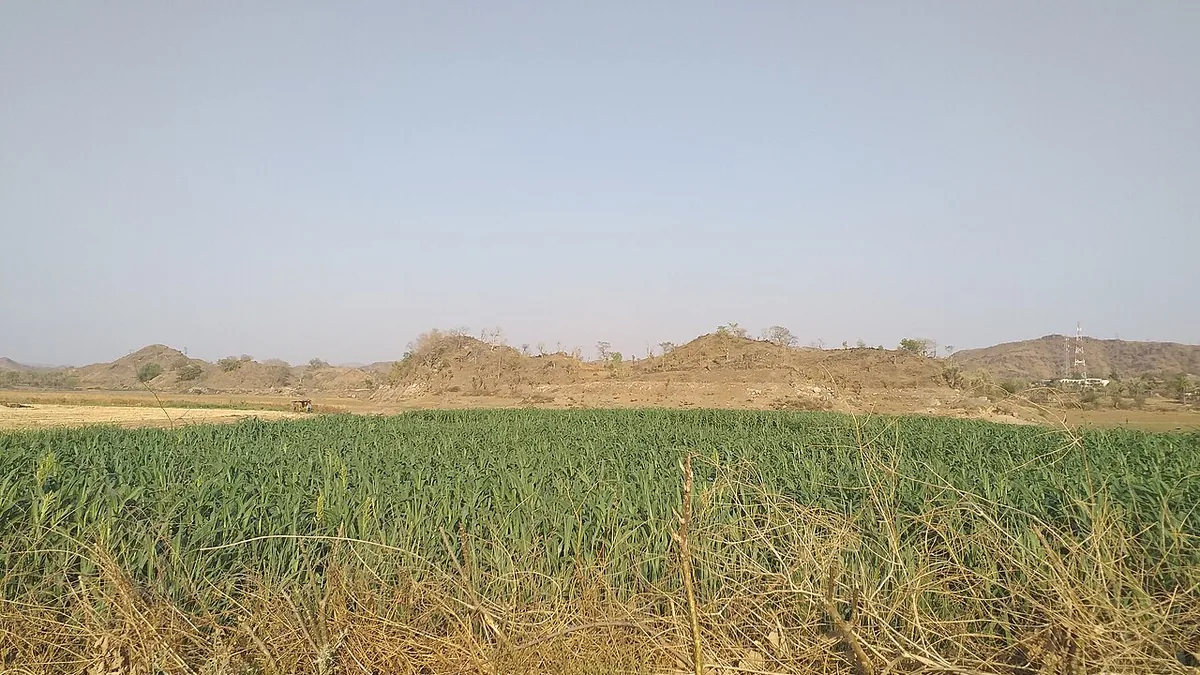 जाड़े में बोई गई मक्का की खड़ी फसल