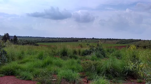 ಹಳ್ಳಿಯ ಮೇಲಿನಿಂದ ಕಾಣುವ ರಾಗಿ ಹೊಲ