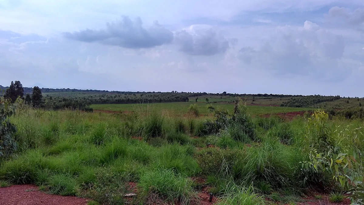 ಹಳ್ಳಿಯ ಮೇಲಿನಿಂದ ಕಾಣುವ ರಾಗಿ ಹೊಲ