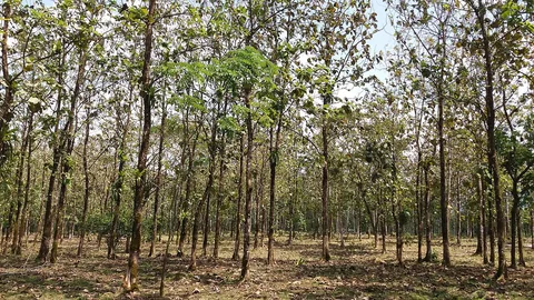 सागौन (टीक) का बागान