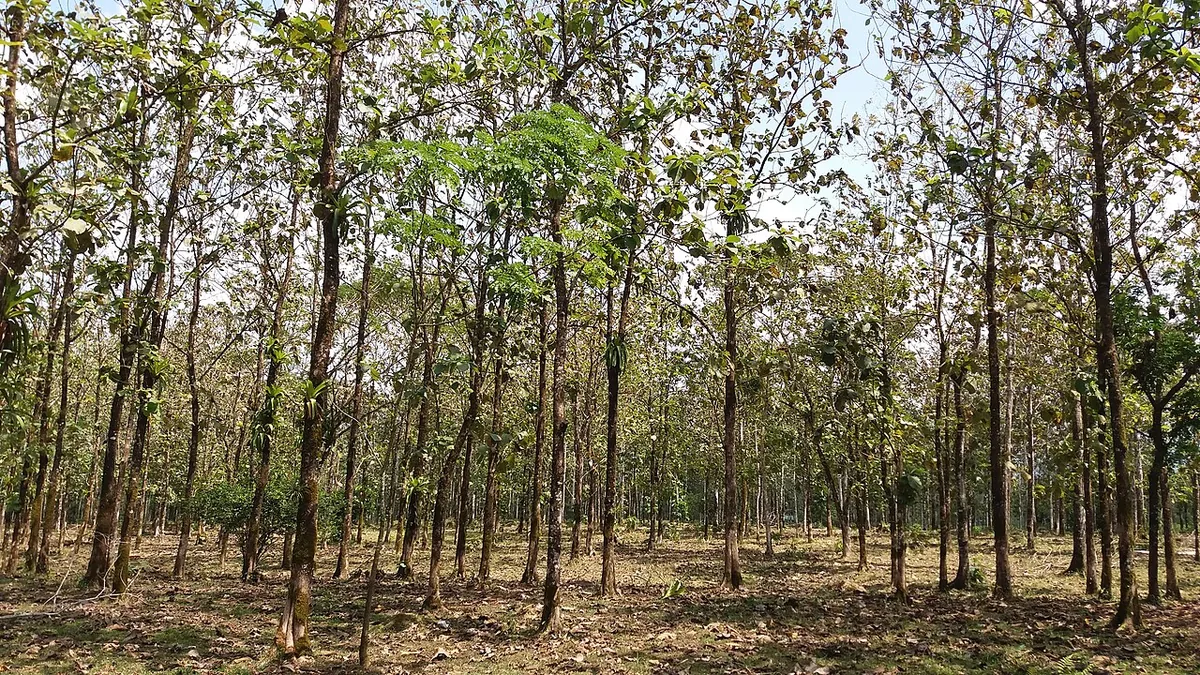 सागौन (टीक) का बागान